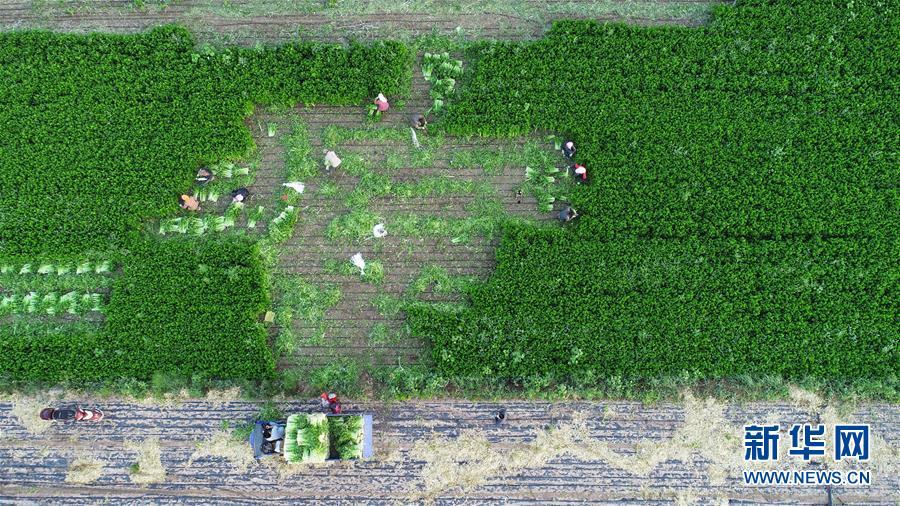 (砥礪奮進(jìn)六十載·塞上寧夏譜新篇·圖文互動(dòng))(1)喜看鄉(xiāng)村新畫(huà)卷——寧夏奮進(jìn)60年巡禮之鄉(xiāng)村變遷篇