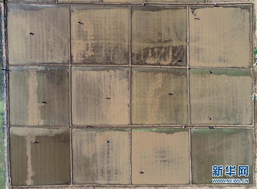 （經濟）（3）夏日種藕正當時